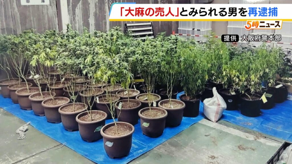 【大阪】「ＢＢＱしてる？というにおいを感じた」アパートに大麻草280株　営利目的で栽培疑いの男は大麻の売人か